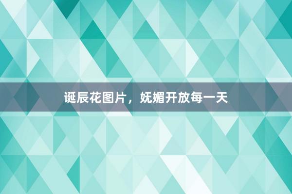 诞辰花图片，妩媚开放每一天
